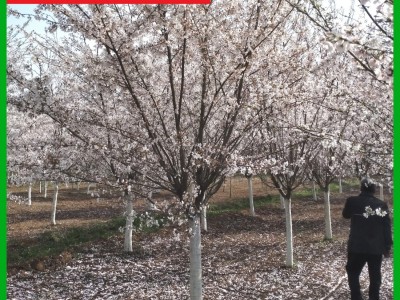 樱花基地 清地退林 厂家直销：3-30公分日本晚樱 早樱 樱花树图3