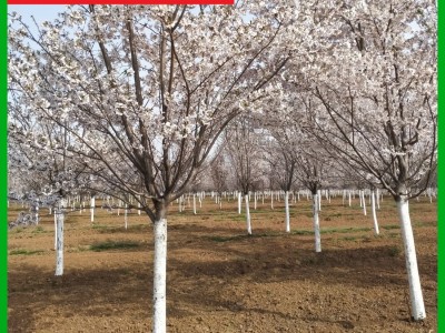 樱花基地 清地退林 厂家直销：3-30公分日本晚樱 早樱 樱花树图4