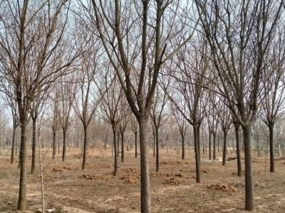 国槐基地 清地退林 厂家直销：3-50公分国槐树 规格齐全图2