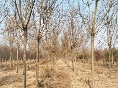 国槐基地 清地退林 厂家直销：3-50公分国槐树 规格齐全图4