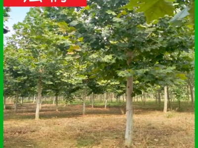 法桐基地 清地退林 厂家直销：3-50公分法桐树 法国梧桐 悬铃木图5