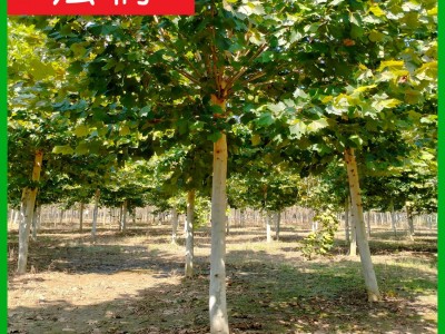 法桐基地 清地退林 厂家直销：3-50公分法桐树 法国梧桐 悬铃木图4