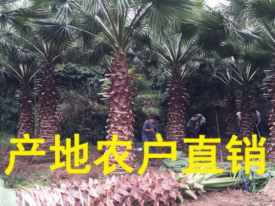 华盛顿葵 棕榈苗木产地批发 老人葵批发杆高1m-12m头颈30CM-80CM图3