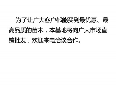 华盛顿葵 棕榈苗木产地批发 老人葵批发杆高1m-12m头颈30CM-80CM图5