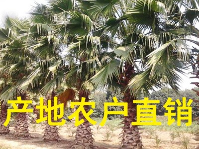 华盛顿葵 棕榈苗木产地批发 老人葵批发杆高1m-12m头颈30CM-80CM图4