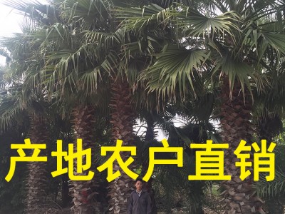 华盛顿葵 棕榈苗木产地批发 老人葵批发杆高1m-12m头颈30CM-80CM图2