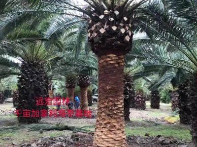 福建500亩加拿利海枣基地自种自销一手货源专业技术指导图3