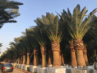 福建500亩加拿利海枣基地自种自销一手货源专业技术指导图4