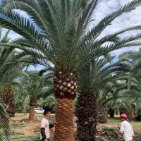 加拿利海枣容器苗基地 农户场地批发 专业养护技术指导提高成活率