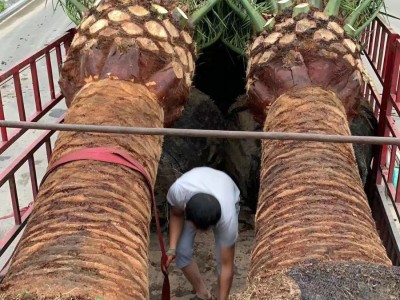 加拿利海枣容器苗基地 农户场地批发 专业养护技术指导提高成活率图3