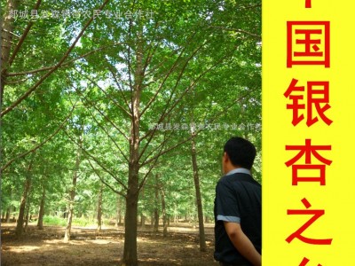 中国银杏之乡-销售1-80公分银杏树 基地直销 规格齐全 数量充足图4