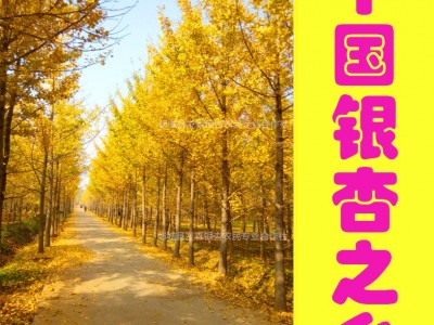 中国银杏之乡-销售1-80公分银杏树 基地直销 规格齐全 数量充足图3