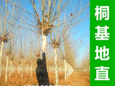 法桐基地销售5-60公分法桐树 法国梧桐 带帽法桐 原生法桐 悬铃木图3