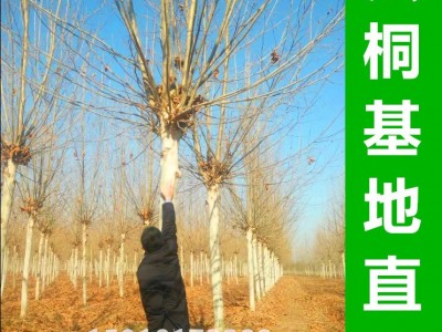 法桐基地销售5-60公分法桐树 法国梧桐 带帽法桐 原生法桐 悬铃木图4