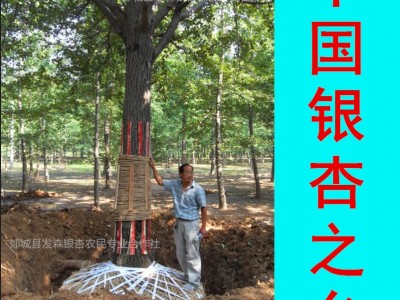 中国银杏之乡-销售直径1-90公分银杏树苗木 基地直销 数量充足图2
