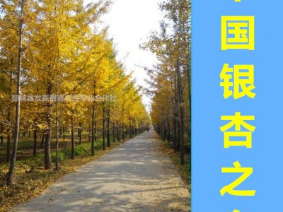 中国银杏之乡-销售直径1-90公分银杏树苗木 基地直销 数量充足图3