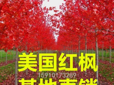 美国红枫基地销售5-30公分美国红枫树 秋火焰 红点 红冠 规格齐全图3