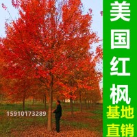美国红枫基地销售5-30公分美国红枫树 秋火焰 红点 红冠 规格齐全