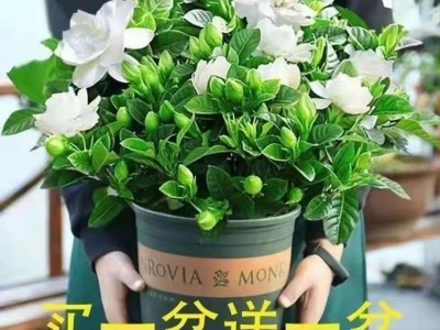 栀子花盆栽带花苞四季开花花卉带香味大叶牡丹重瓣香水茉莉花双瓣图3