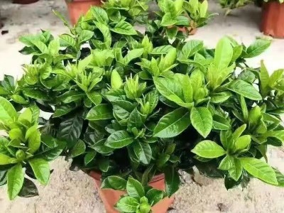 栀子花盆栽带花苞四季开花花卉带香味大叶牡丹重瓣香水茉莉花双瓣图2