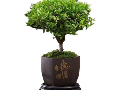 小叶赤楠植物盆栽老桩花卉盆景办公室内好养四季常绿陶瓷盆绿植图5