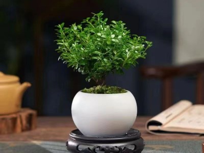 小叶赤楠植物盆栽老桩花卉盆景办公室内好养四季常绿陶瓷盆绿植图4