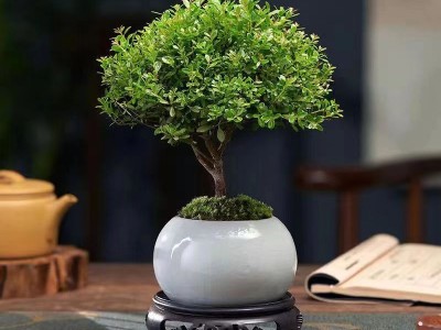 小叶赤楠植物盆栽老桩花卉盆景办公室内好养四季常绿陶瓷盆绿植图3
