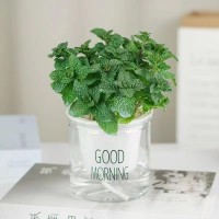 薄荷盆栽可食用柠檬薄荷叶水培植物迷迭香绿植室内盆栽花卉驱蚊草
