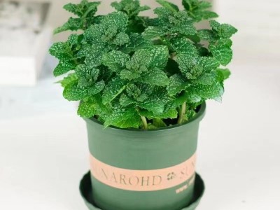 薄荷盆栽可食用柠檬薄荷叶水培植物迷迭香绿植室内盆栽花卉驱蚊草图4