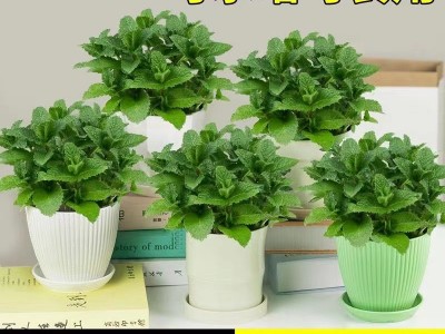 薄荷盆栽可食用柠檬薄荷叶水培植物迷迭香绿植室内盆栽花卉驱蚊草图2