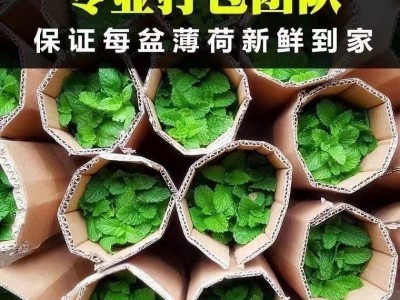 薄荷盆栽可食用柠檬薄荷叶水培植物迷迭香绿植室内盆栽花卉驱蚊草图3