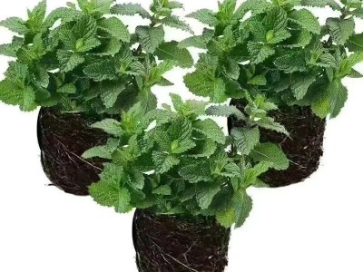 薄荷盆栽可食用柠檬薄荷叶水培植物迷迭香绿植室内盆栽花卉驱蚊草图5