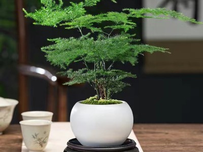 文竹盆栽室内花卉植物客厅吸某醛盆景办公桌面四季常青小绿植好养图4