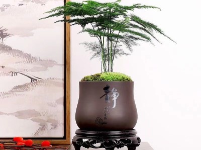 文竹盆栽室内花卉植物客厅吸某醛盆景办公桌面四季常青小绿植好养图2
