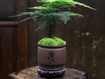文竹盆栽室内花卉植物客厅吸某醛盆景办公桌面四季常青小绿植好养图3