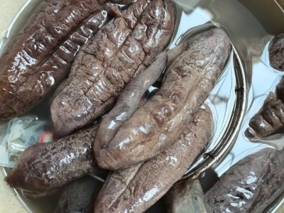 大号茄参 厂家直销 海茄子参 海番薯 原货八成干 个大肉厚图4