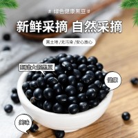 青仁黑豆25公斤装五谷杂粮厂家批发经销商进货量大从优