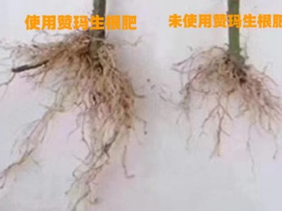 生根剂 98%含量 植物生长调节剂 组培细胞生长素 增加坐果率图4