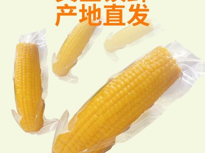 厂家直供东北黄糯玉米 糯九玉米8支10支装厂家代发甜糯黄 糯玉米图4