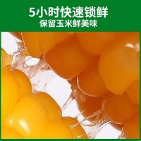 厂家直供东北黄糯玉米 糯九玉米8支10支装厂家代发甜糯黄 糯玉米