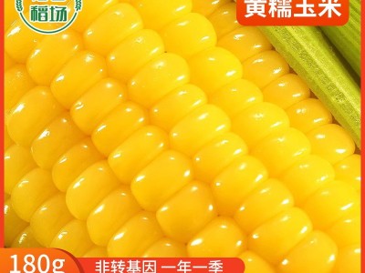 厂家直供东北黄糯玉米 糯九玉米8支10支装厂家代发甜糯黄 糯玉米图3