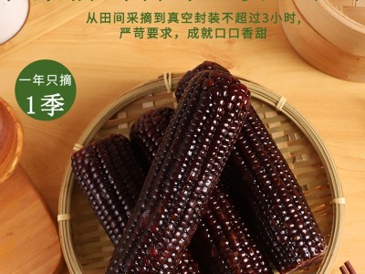 整箱东北黑糯玉米新鲜现摘黏粘甜玉米棒粒真空包装黑玉米棒批发图3