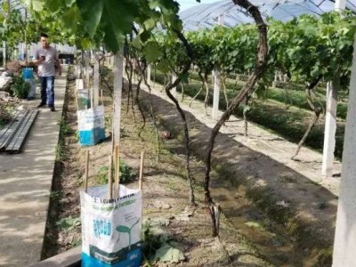 峰彩富含氨基酸的生物菌，厂家直供有机肥，效果有保障图5