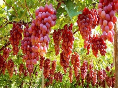 葡萄专用肥 生物有机肥料 现货 批发销售 厂家直供图5