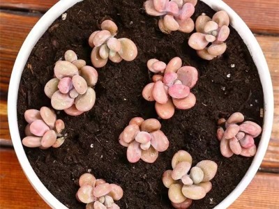 优质有机营养土 花卉蔬果栽种绿肥 绿溢源工厂定制 现货出售图4