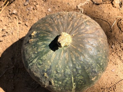 小南瓜实惠云南沙漠宝宝辅食板栗味无负担零食板栗南瓜甜糯老南瓜图4