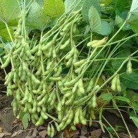 包邮新鲜嫩毛豆农家自种带壳生毛豆角现摘青大豆当季蔬菜