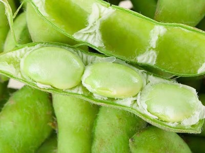 包邮新鲜嫩毛豆农家自种带壳生毛豆角现摘青大豆当季蔬菜图3