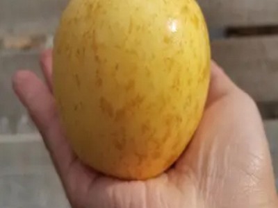 80#以上14-16粒/箱烟台黄金维纳斯苹果精品自家基地霜降后晚采，图4