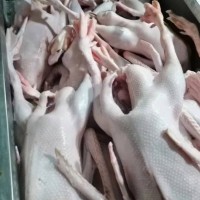 【徐州翼达】全净膛仔鹅 去心肝肺 毛干净 纯干货 新鲜 39斤净重
